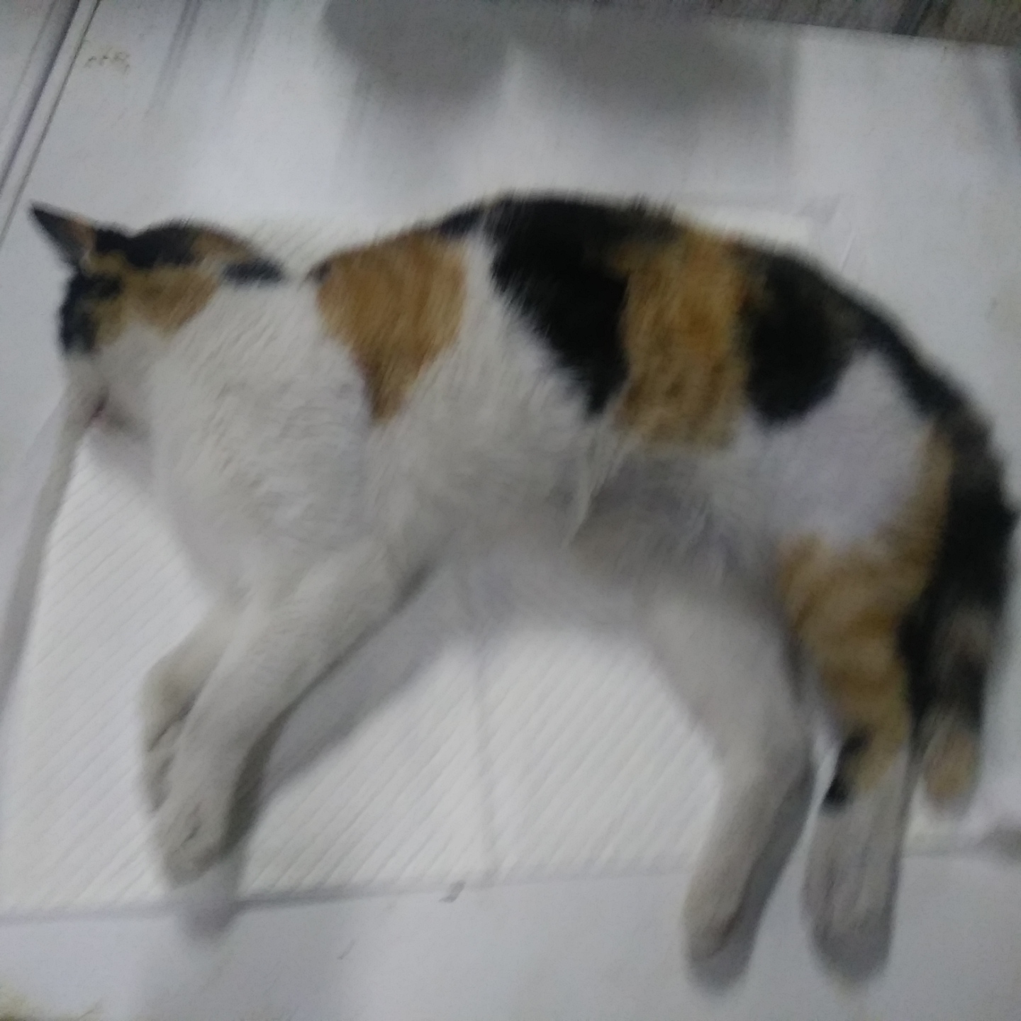 인천광역시수의사회_428353202301267
